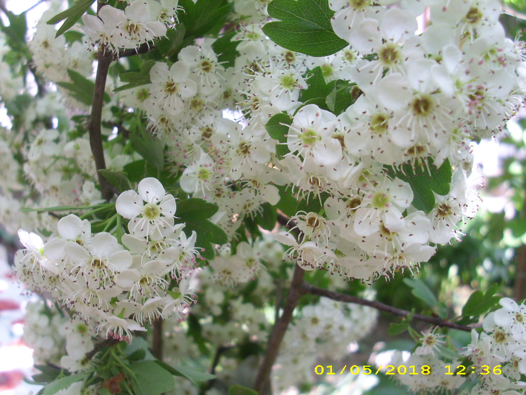 Supliment alimentar Paducel, Hofigal, 40 capsule