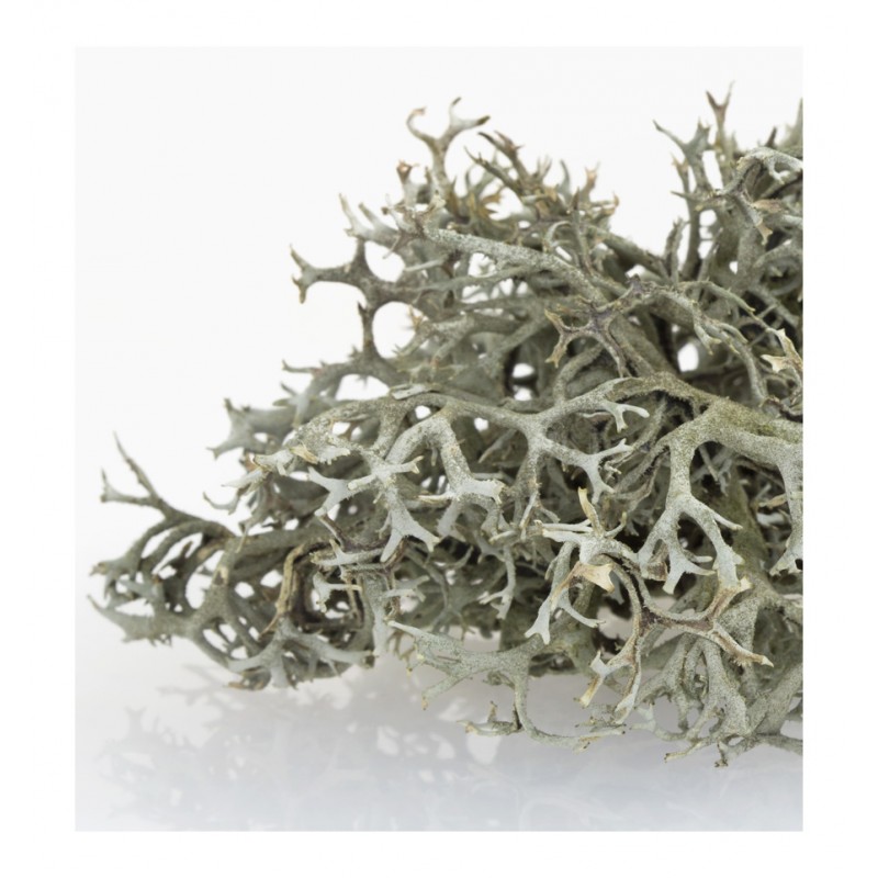 Parfum barbatesc Choice, Verset - imagine 4