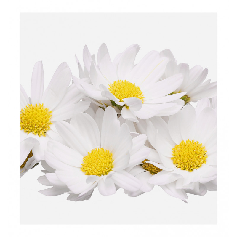 Parfum pentru copii Petite, Verset - imagine 2