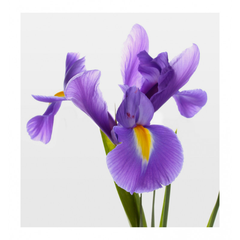 Parfum pentru copii Petite, Verset - imagine 3