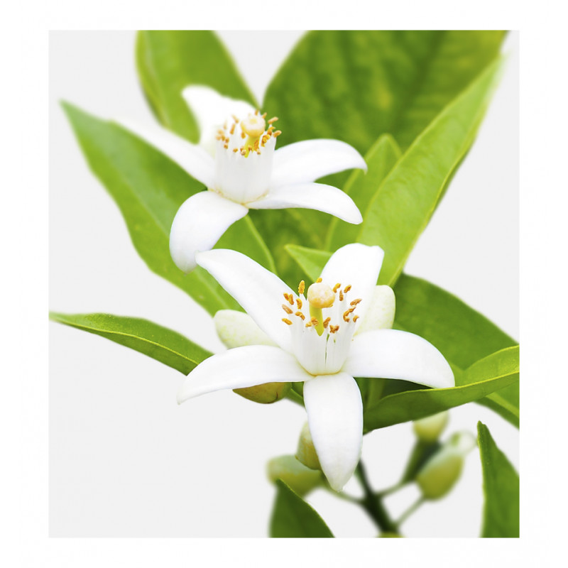 Parfum feminin Radiance, Verset - imagine 2