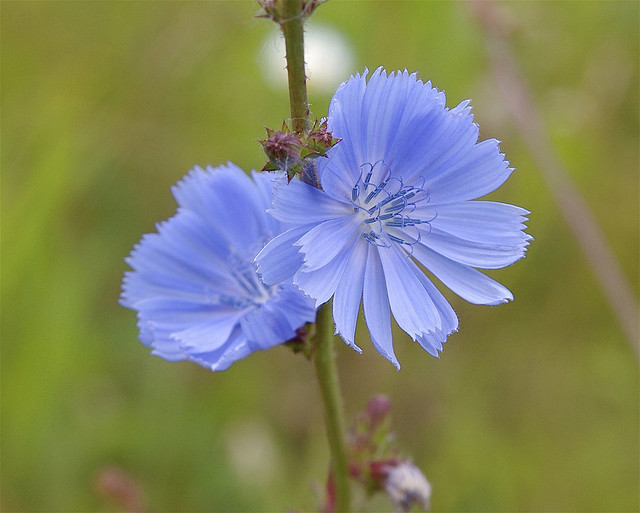 Supliment alimentar Liv.52 GNX cu rol hepatoprotector, 60 comprimate, Himalaya