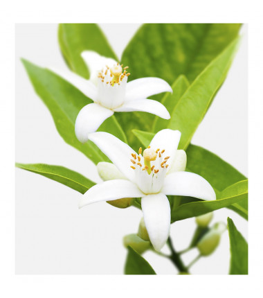 Parfum feminin Andrea for Her, Verset - imagine 2