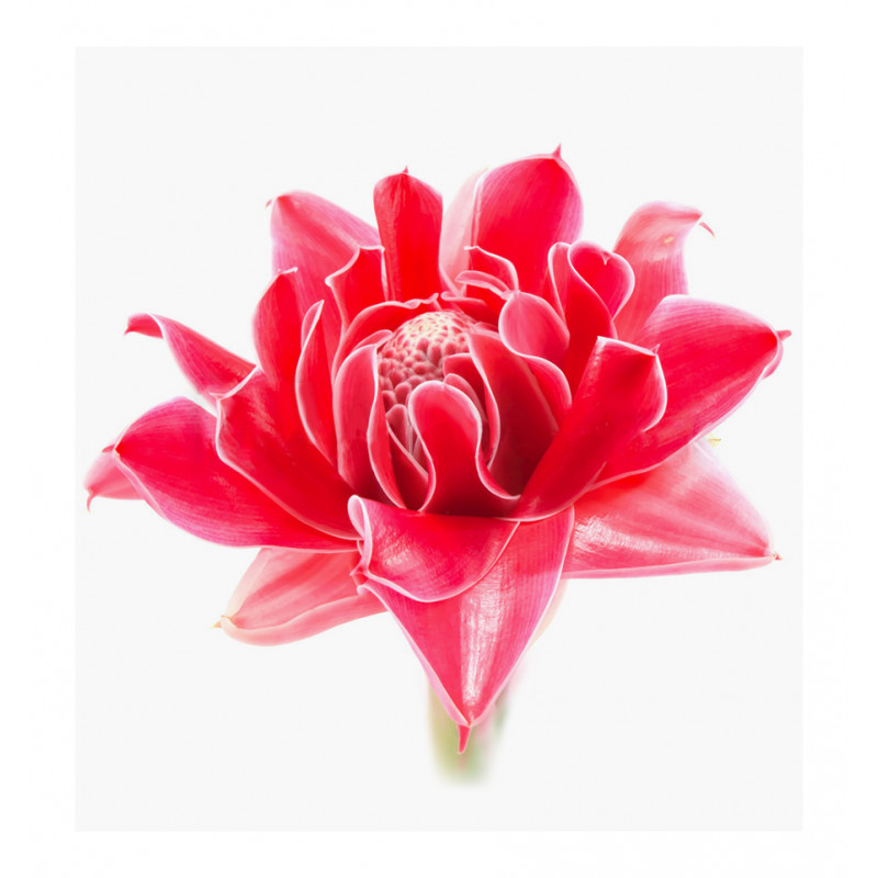 Parfum feminin Jana, Verset - imagine 4