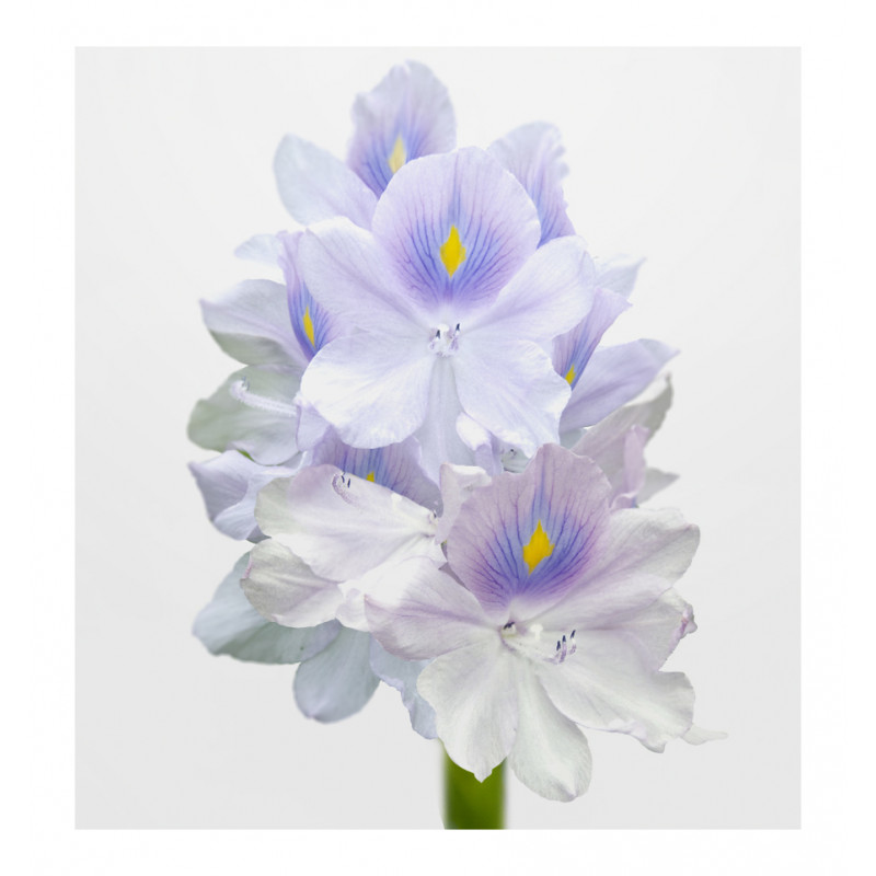 Parfum feminin Jana, Verset - imagine 2